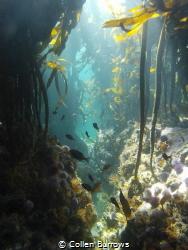 Diversity in a Kelp forest by Collen Burrows 